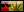 crest-ally-133.jpg