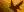 crest-ally-20.jpg